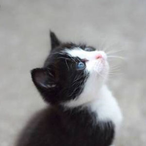 charlizeyuann avatar