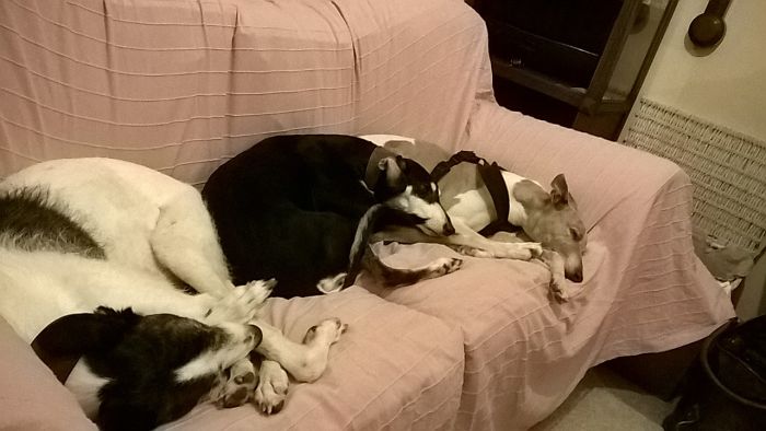 Three dogs sleeping closely together on a couch, showing pets with new funny names shared by people.