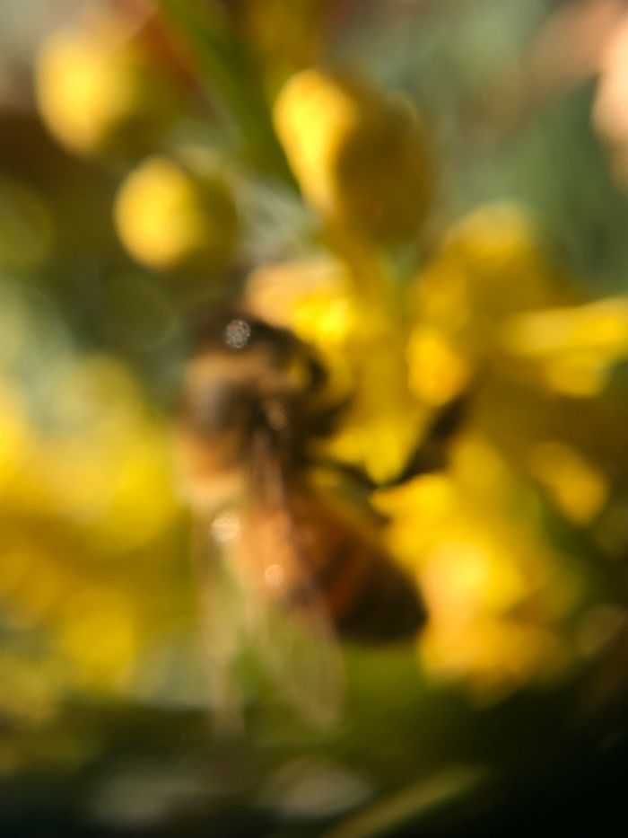 Trying To Get A Picture Of A Flower And A Bee Flew In Front Of My Camera