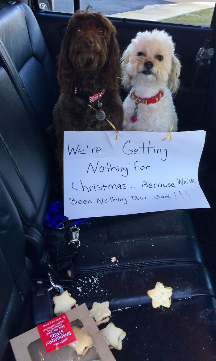 Puppies On The Naughty List Puppies On The Naughty List