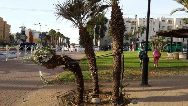 I Won't Let You Fall! Said One Palm To The Other... This Is Truly Friendship