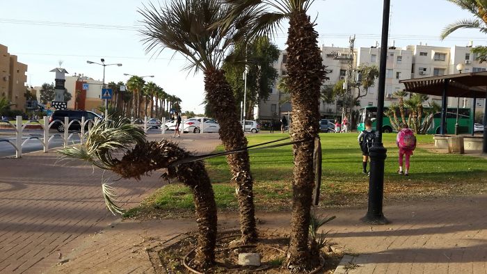 I Won't Let You Fall!! Said One Palm To The Other...this Is Truly Friendship...“Pics Or It Didn’t Happen” :-)