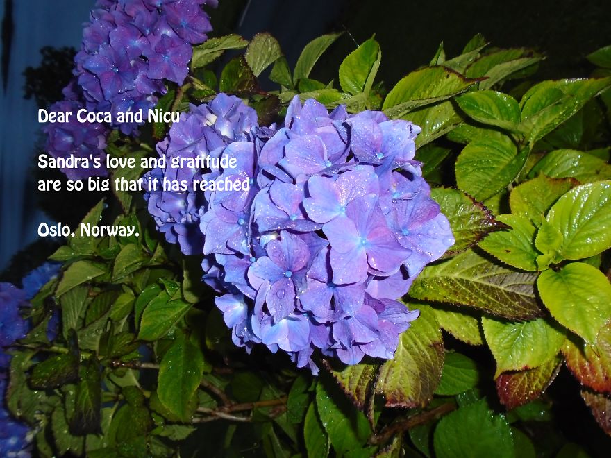 Greetings From Norway.