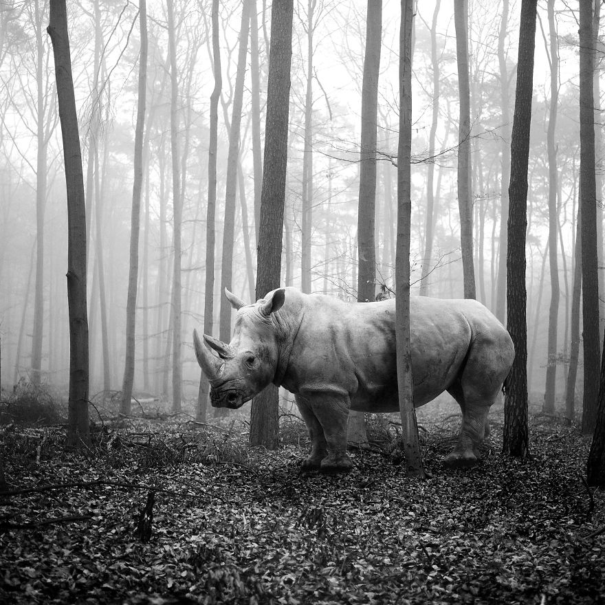 Amazing Misty Forest Pictures Full Of Animals