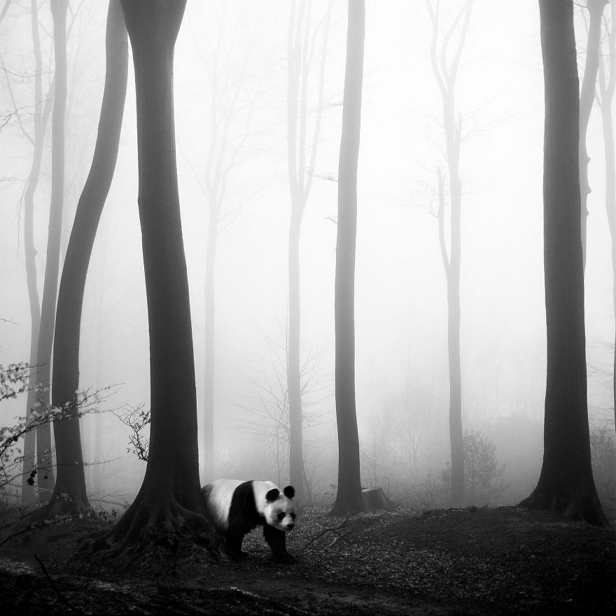 Amazing Misty Forest Pictures Full Of Animals