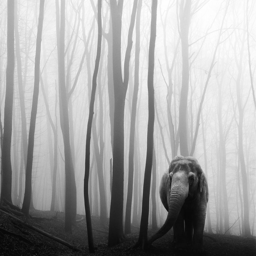 Amazing Misty Forest Pictures Full Of Animals