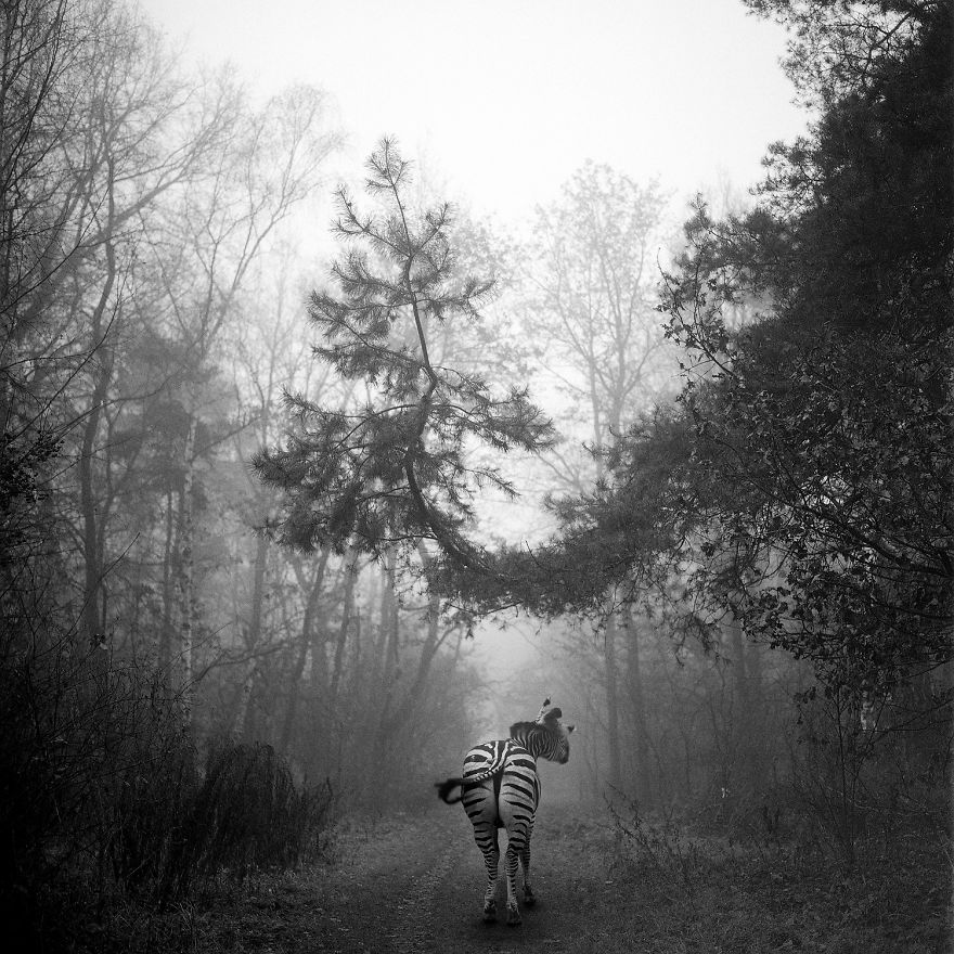 Amazing Misty Forest Pictures Full Of Animals