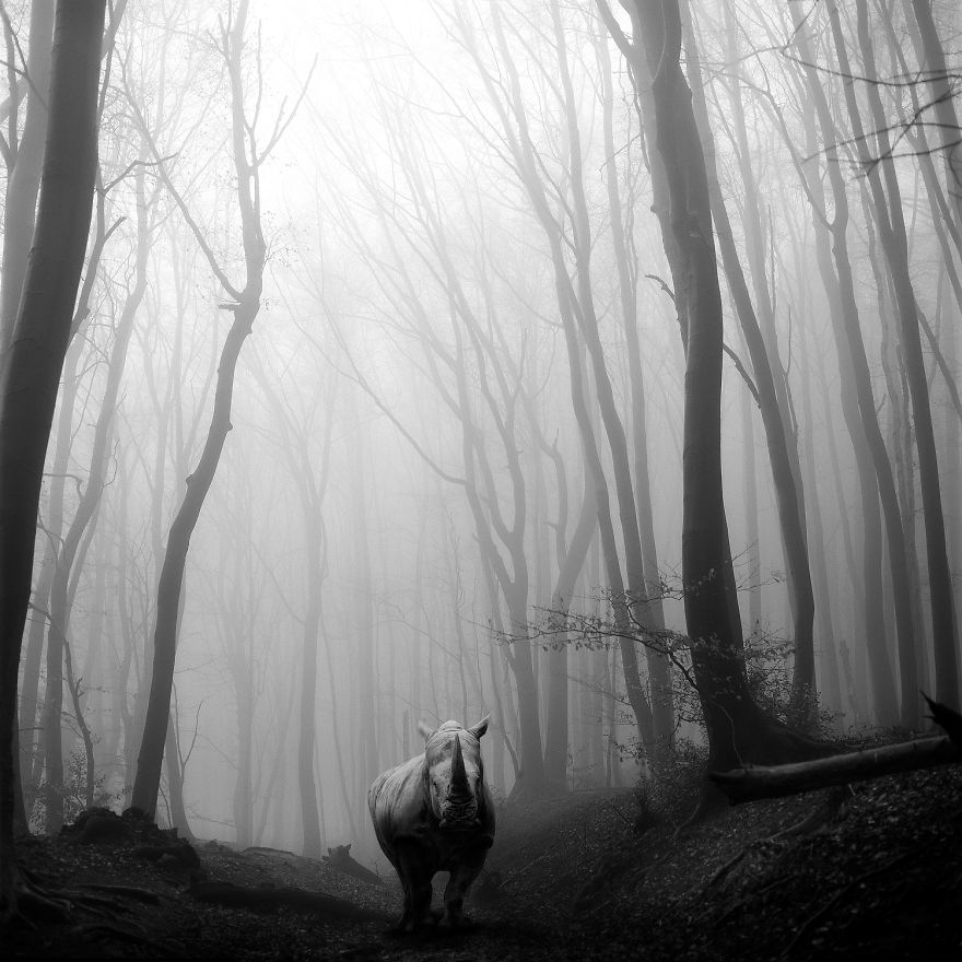 Amazing Misty Forest Pictures Full Of Animals