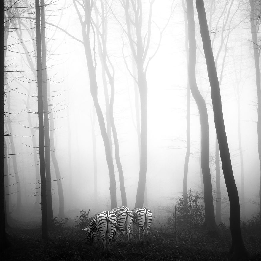 Amazing Misty Forest Pictures Full Of Animals
