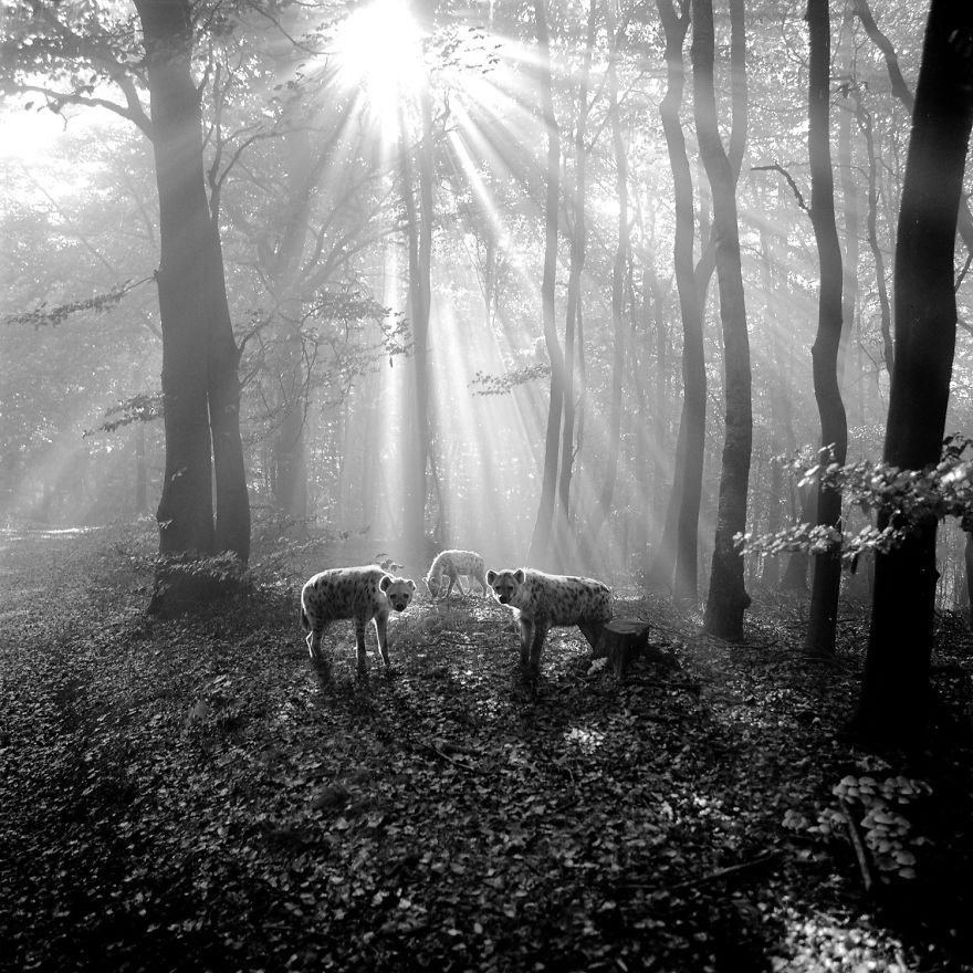 Amazing Misty Forest Pictures Full Of Animals