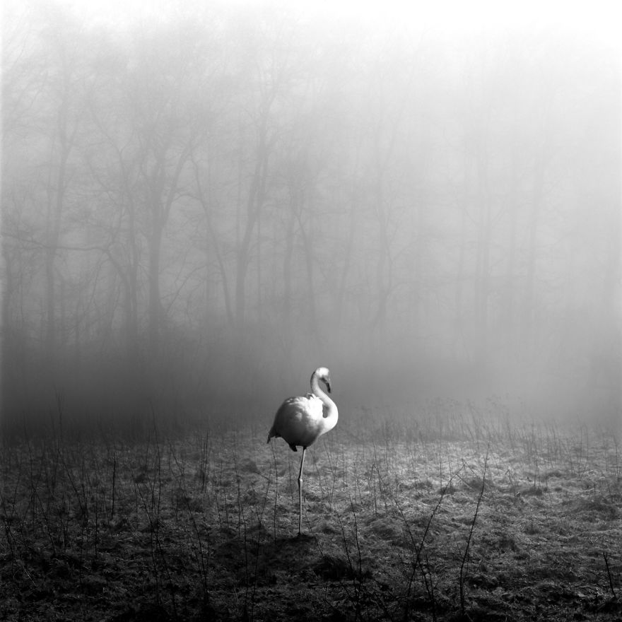 Amazing Misty Forest Pictures Full Of Animals