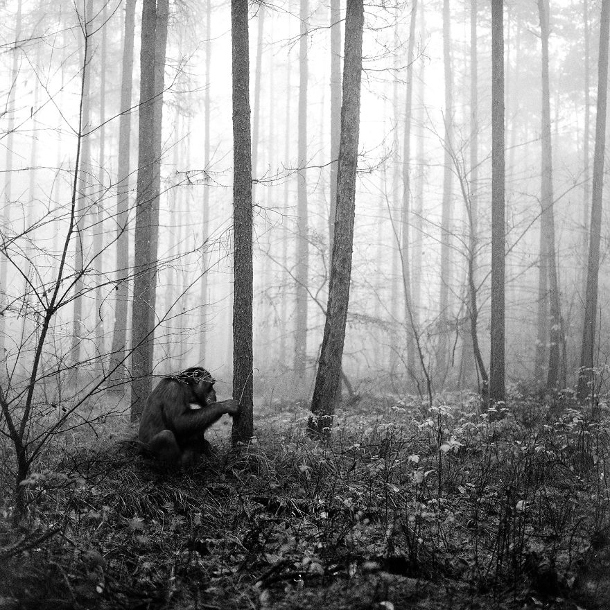 Amazing Misty Forest Pictures Full Of Animals