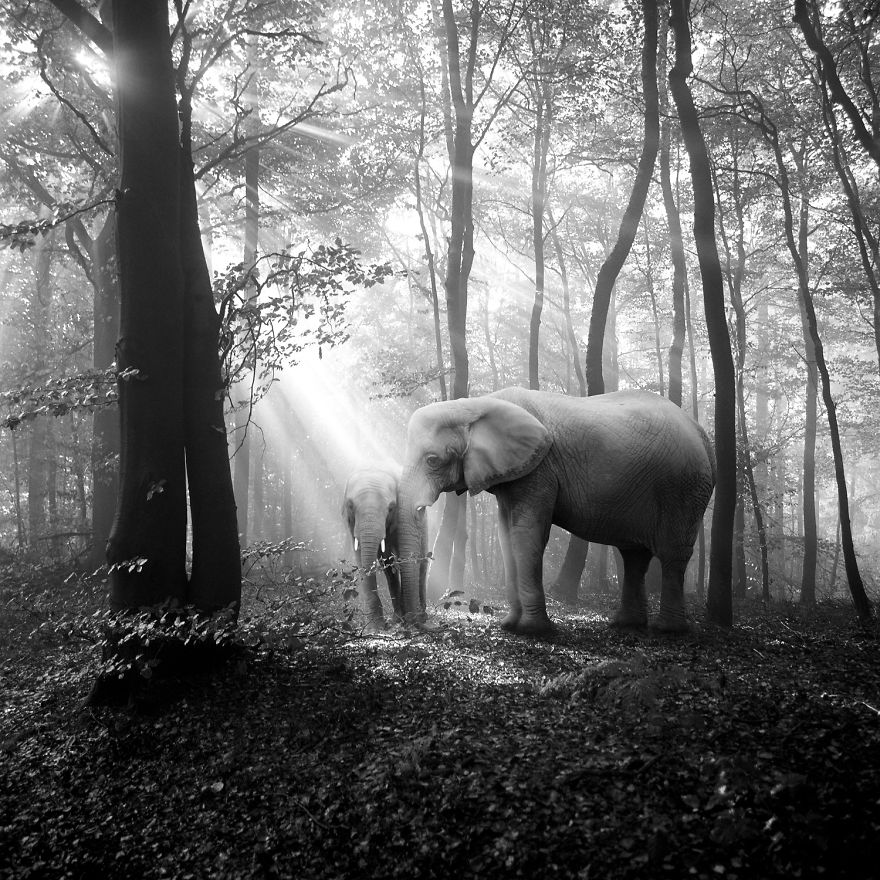 Amazing Misty Forest Pictures Full Of Animals