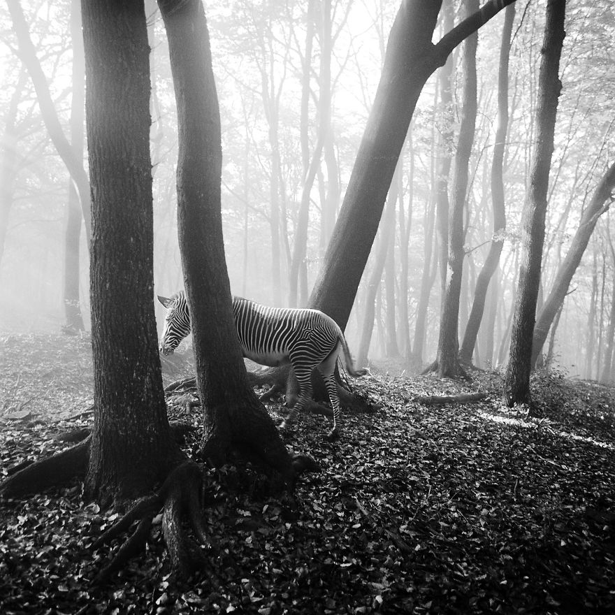Amazing Misty Forest Pictures Full Of Animals