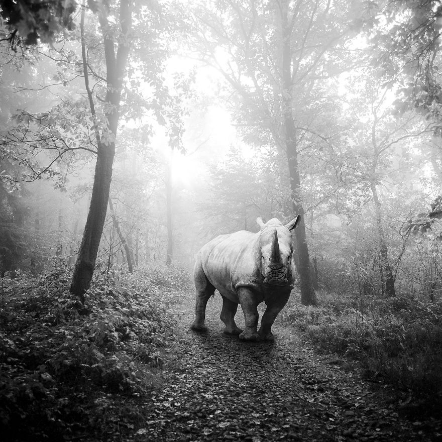 Amazing Misty Forest Pictures Full Of Animals