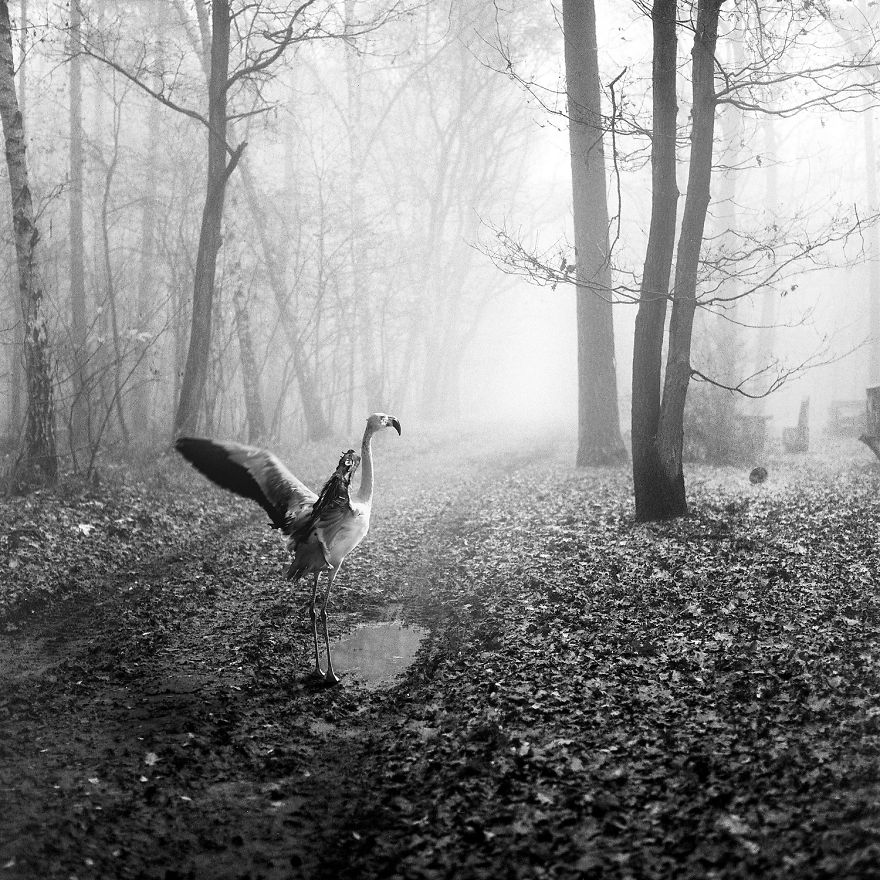Amazing Misty Forest Pictures Full Of Animals