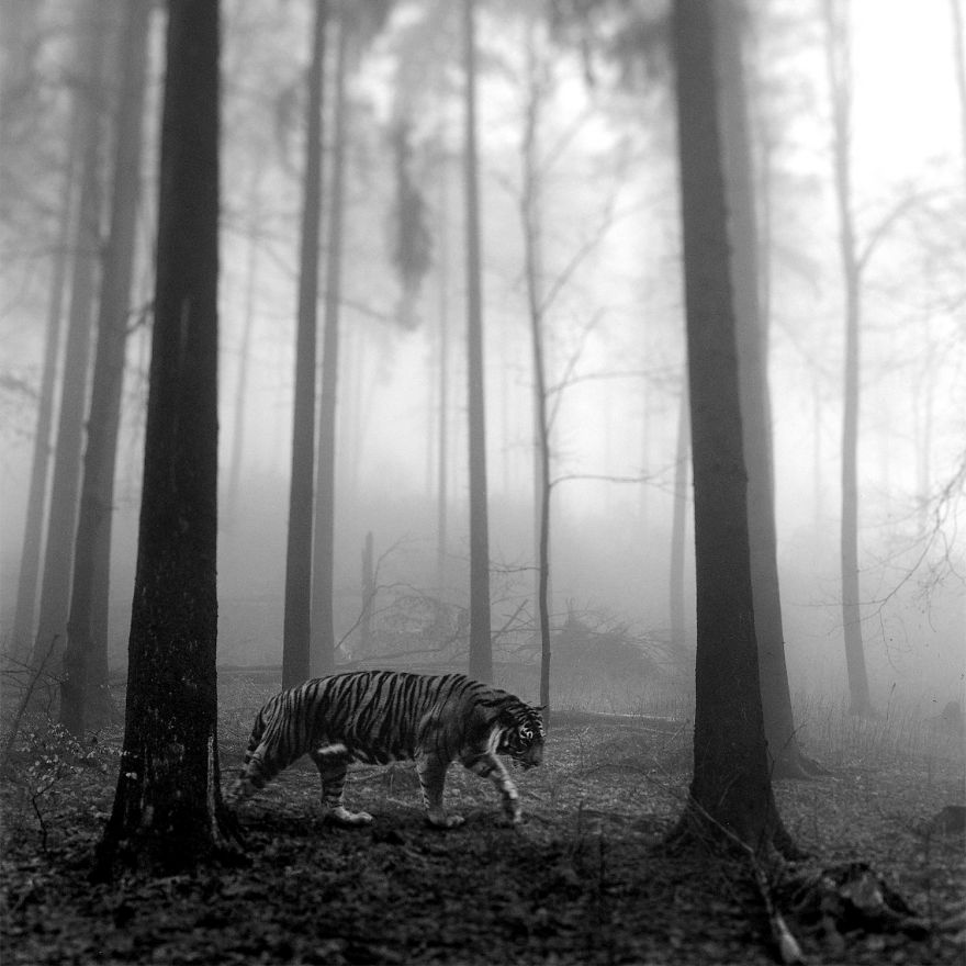 Amazing Misty Forest Pictures Full Of Animals