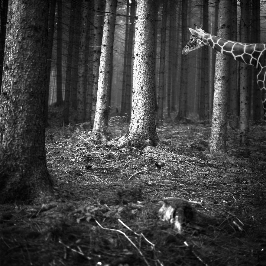 Amazing Misty Forest Pictures Full Of Animals