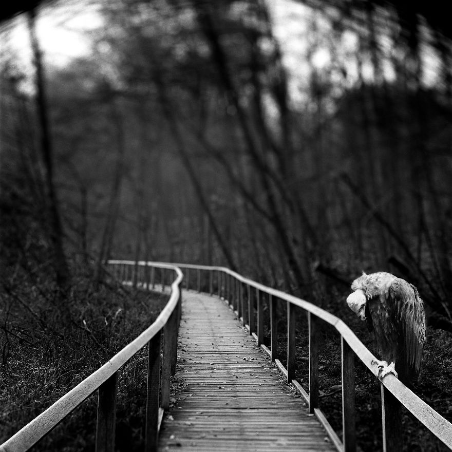 Amazing Misty Forest Pictures Full Of Animals