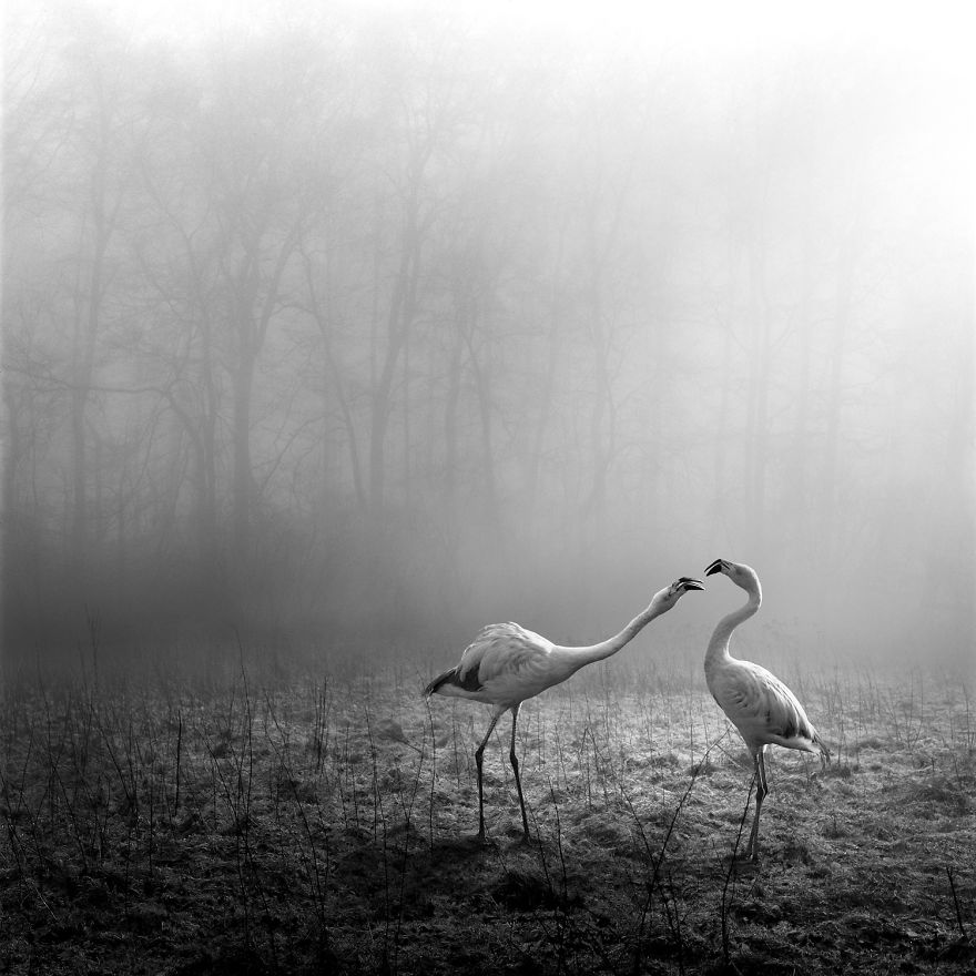 Amazing Misty Forest Pictures Full Of Animals