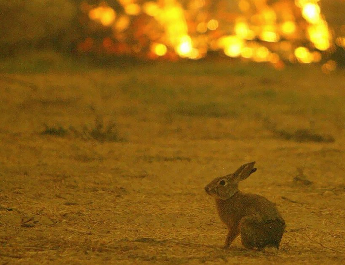 Watch This Anonymous Hero Saving A Bunny From Wildfire And Then Just Vanishing Into The Dark Watch This Anonymous Hero Saving A Bunny From Wildfire And Then Just Vanishing Into The Dark