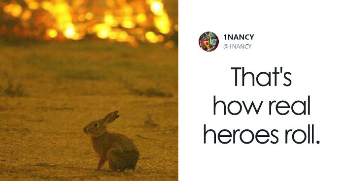 Watch This Anonymous Hero Saving A Bunny From Wildfire And Then Just Vanishing Into The Dark