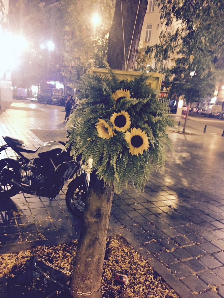 I Install Colorful Flowers In Wooden Frames All Over Cities I Install Colorful Flowers In Wooden Frames All Over Cities