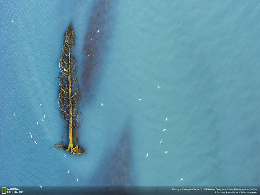 Honorable Mention, Aerials: Life After Life, Agathe Bernard