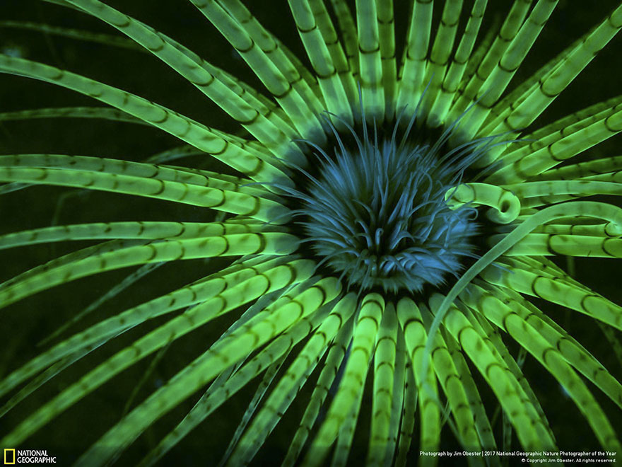First Place Winner, Underwater: Fluorescent Anemone, Jim Obester