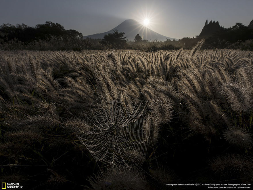 People's Choice: Sparkling Spider's Nest, Kousuke Kitajima