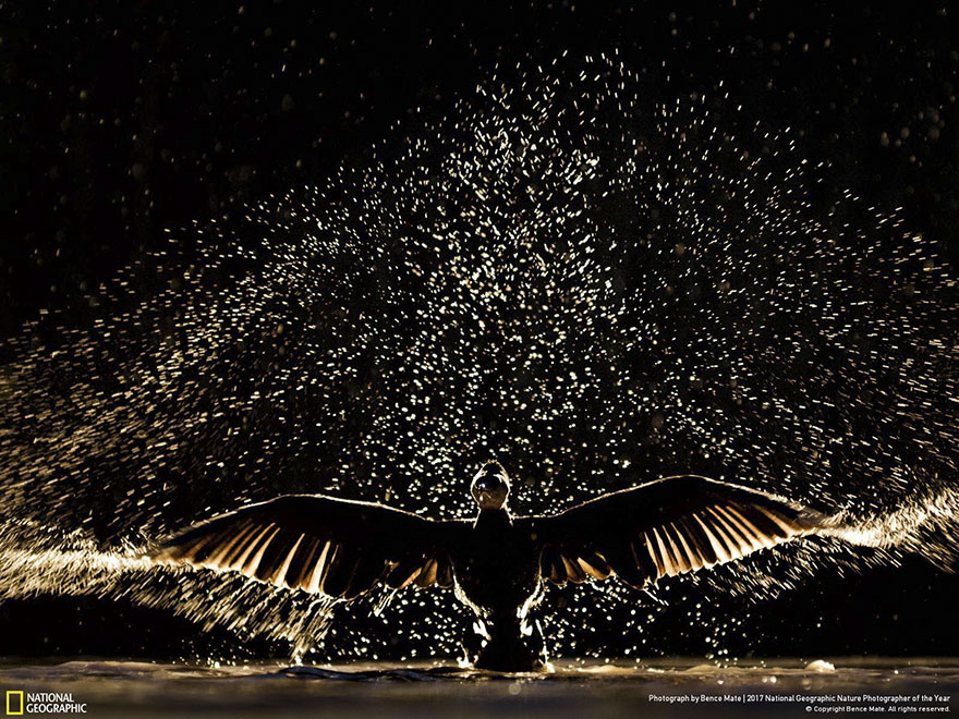 People's Choice: Showtime, Bence Mate