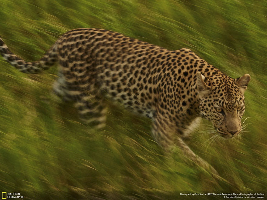 People's Choice: In Transit, Christine Lai