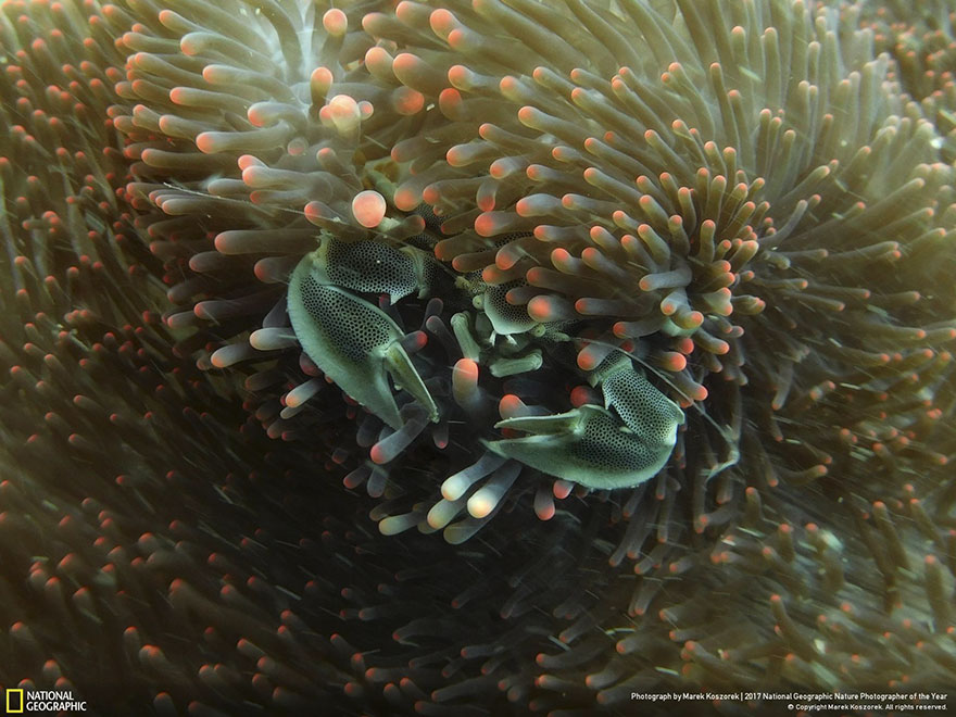 People's Choice: Porcelain Crab, Marek Koszorek