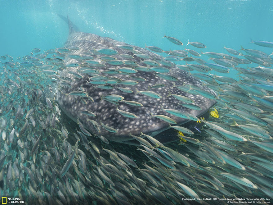 People's Choice: Whale Shark And Anchovies, Steve De Neef