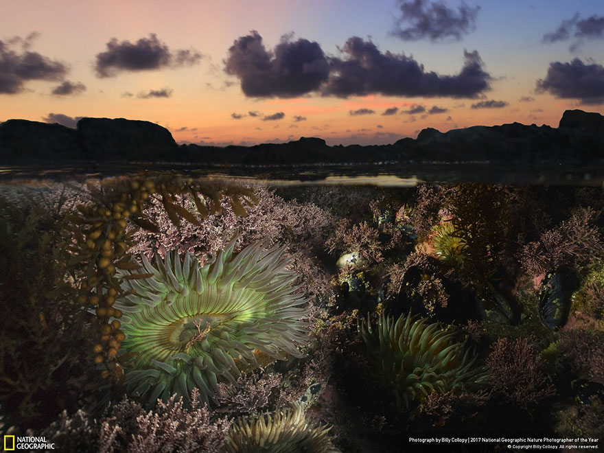 People's Choice: What Lies Beneath, Billy Collopy