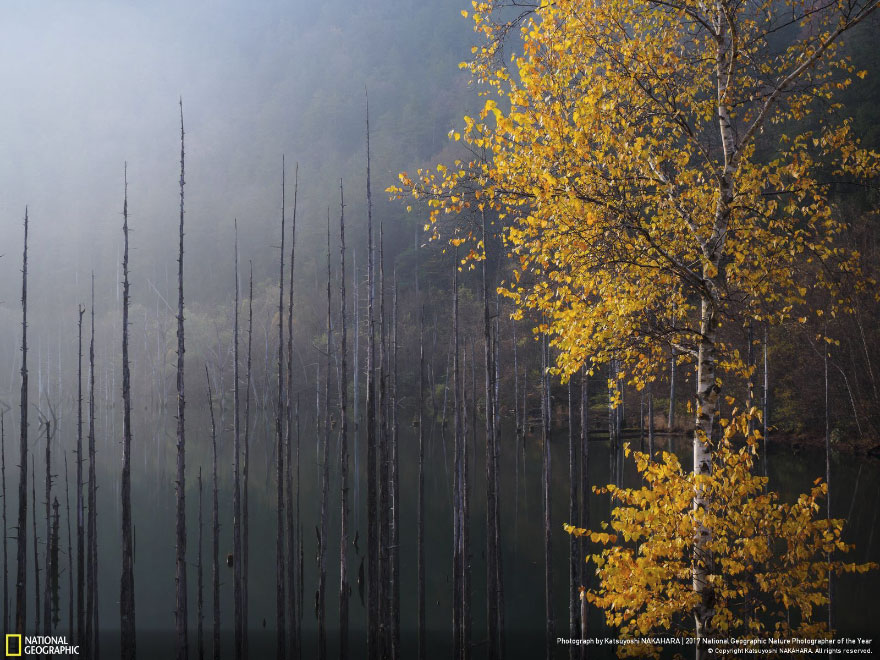 Swan Song, Katsuyoshi Nakahara