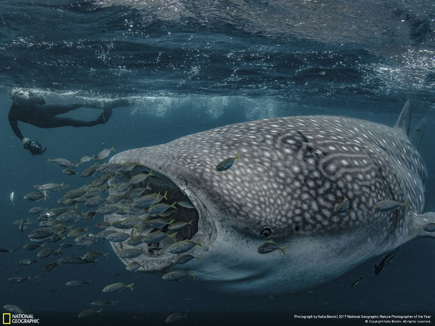 The Big Friendly Giant, Katia Benini