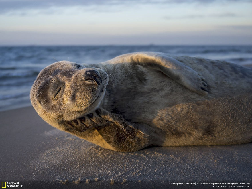 One Happy Seal Model, Lars Lykke