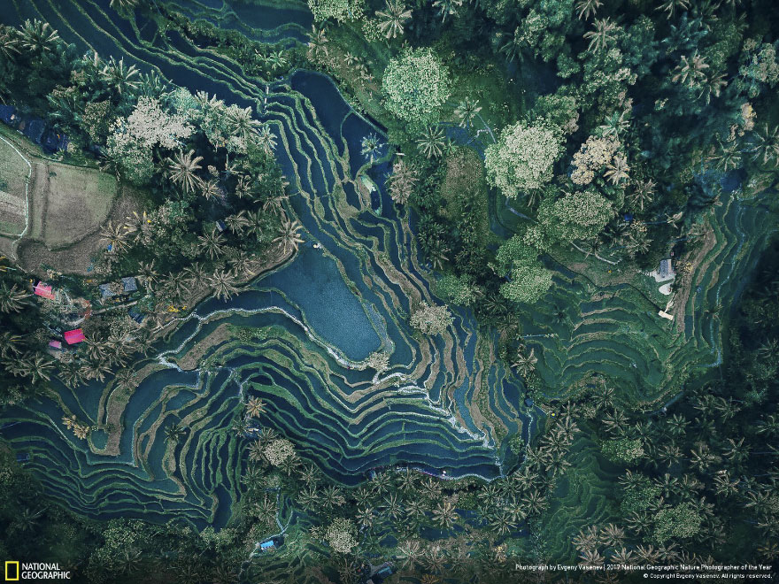 Rice Terraces, Evgeny Vasenev