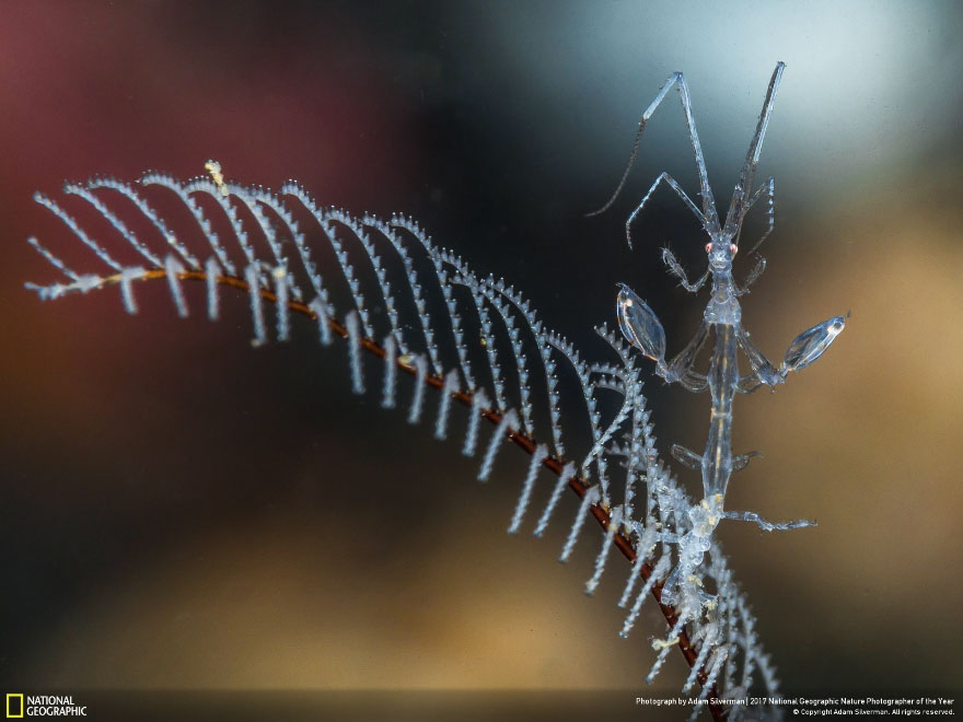 Alien, Adam Silverman