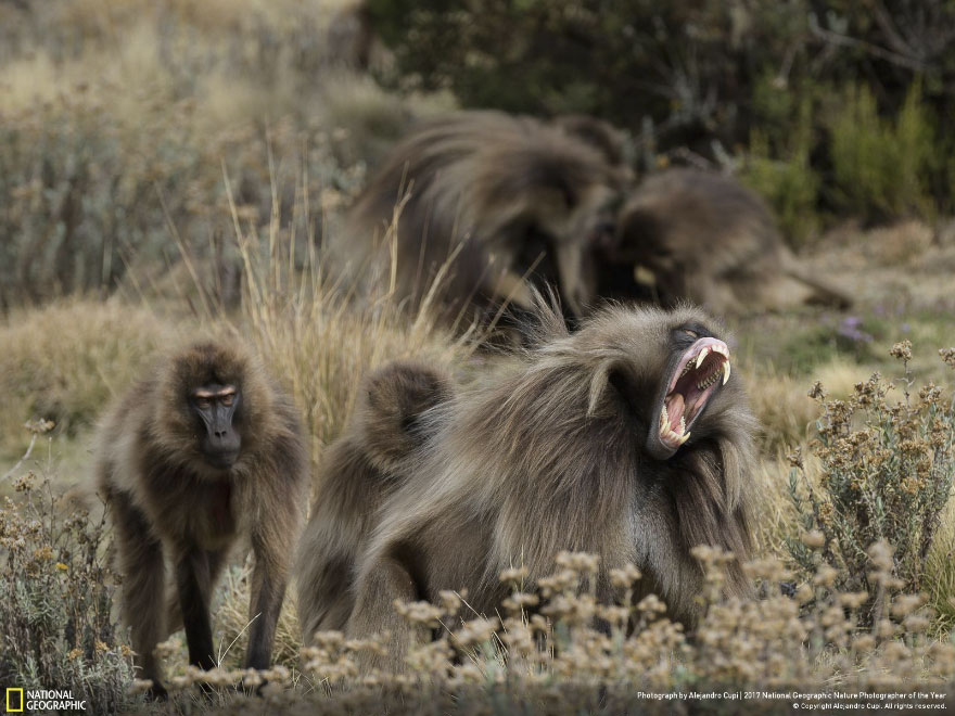 Geladas At Simien Mountains, Alejandro Cupi