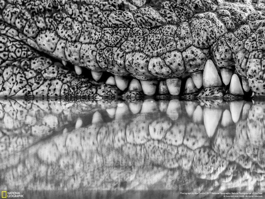 Crocodile Smile, Alan Smith