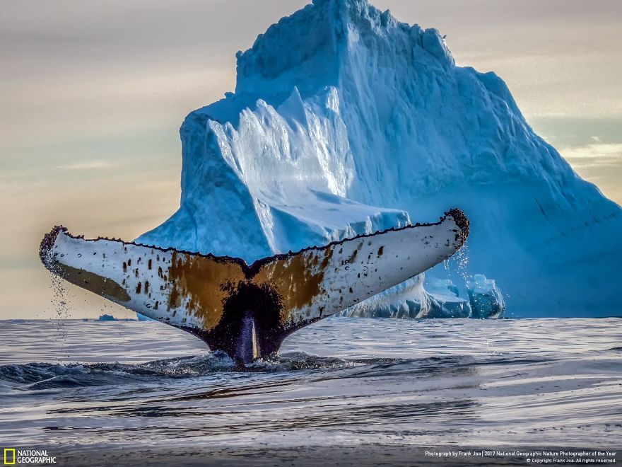 Arctic Majesty, Frank Joa