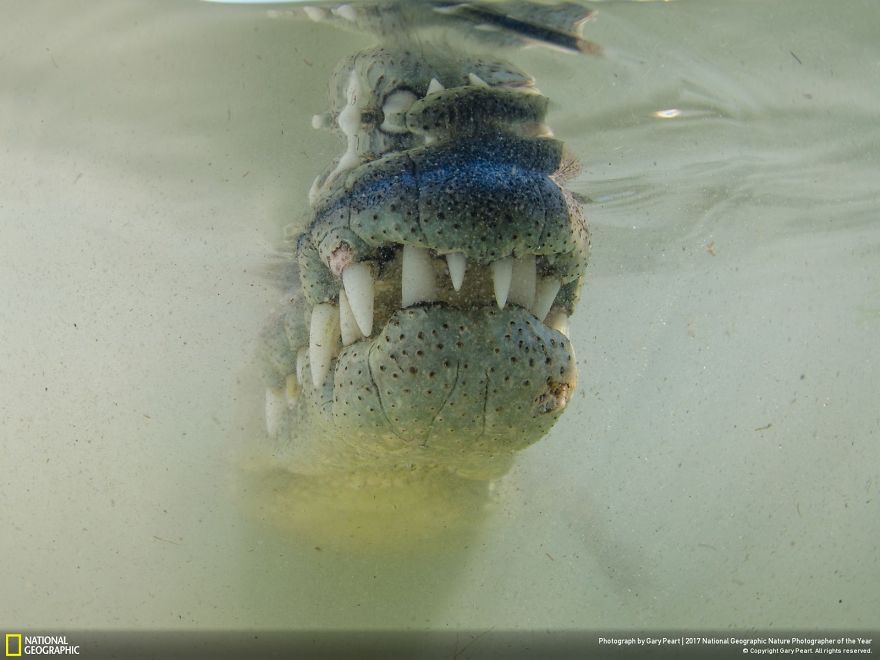 Smile For The Camera, Gary Peart