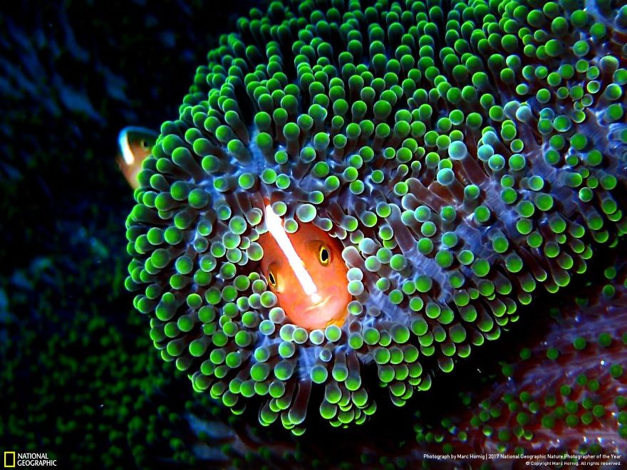 Don't Come Any Closer, Marc Hornig