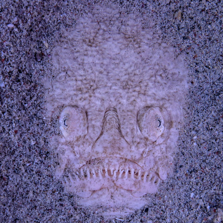 Totem Stargazer Fish, Sylvie Ayer