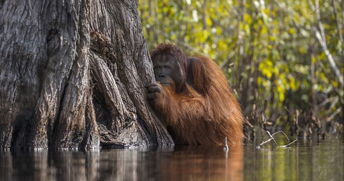 Winners Of The 2017 Nat Geo Nature Photographer Of The Year Contest Will Take Your Breath Away