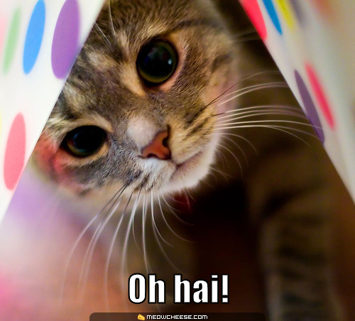 oh-hai-5a2b4607a17ab.jpg