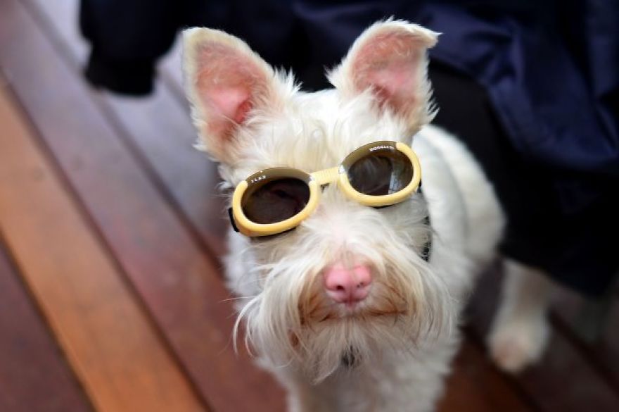 Albino Puppy Wears Special Sunglasses For Protection To Survive
