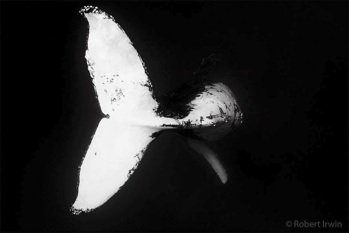 Today Is Steve Irwin's Son's 14th Birthday! He's Already An Award Winning Photographer And His Photos Show Why